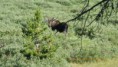 /album/photogallery/moose-right-behind-camper-jpg/